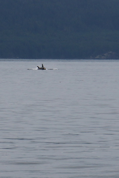 Orca family with babe